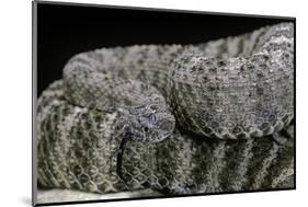 Crotalus Tigris (Tiger Rattlesnake)-Paul Starosta-Mounted Photographic Print