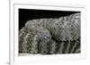 Crotalus Tigris (Tiger Rattlesnake)-Paul Starosta-Framed Photographic Print