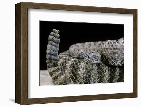 Crotalus Tigris (Tiger Rattlesnake)-Paul Starosta-Framed Photographic Print