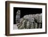 Crotalus Tigris (Tiger Rattlesnake)-Paul Starosta-Framed Photographic Print