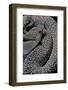 Crotalus Vegrandis (Urocoan Rattlesnake)-Paul Starosta-Framed Photographic Print