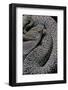 Crotalus Vegrandis (Urocoan Rattlesnake)-Paul Starosta-Framed Photographic Print