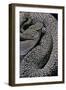 Crotalus Vegrandis (Urocoan Rattlesnake)-Paul Starosta-Framed Photographic Print