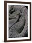Crotalus Vegrandis (Urocoan Rattlesnake)-Paul Starosta-Framed Photographic Print