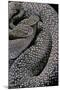 Crotalus Vegrandis (Urocoan Rattlesnake)-Paul Starosta-Mounted Photographic Print