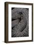 Crotalus Vegrandis (Urocoan Rattlesnake)-Paul Starosta-Framed Photographic Print