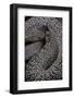 Crotalus Vegrandis (Urocoan Rattlesnake)-Paul Starosta-Framed Photographic Print