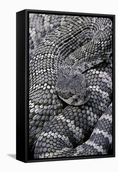 Crotalus Viridis ( Prairie Rattlesnake)-Paul Starosta-Framed Stretched Canvas