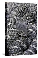 Crotalus Viridis ( Prairie Rattlesnake)-Paul Starosta-Stretched Canvas