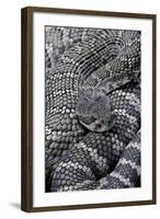 Crotalus Viridis ( Prairie Rattlesnake)-Paul Starosta-Framed Photographic Print