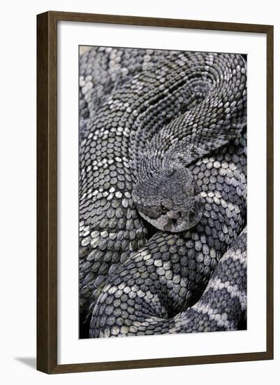 Crotalus Viridis ( Prairie Rattlesnake)-Paul Starosta-Framed Photographic Print