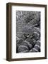 Crotalus Viridis ( Prairie Rattlesnake)-Paul Starosta-Framed Photographic Print