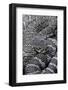 Crotalus Viridis ( Prairie Rattlesnake)-Paul Starosta-Framed Photographic Print