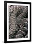 Crotalus Viridis ( Prairie Rattlesnake)-Paul Starosta-Framed Photographic Print