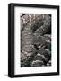 Crotalus Viridis ( Prairie Rattlesnake)-Paul Starosta-Framed Photographic Print