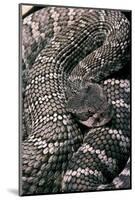 Crotalus Viridis ( Prairie Rattlesnake)-Paul Starosta-Mounted Photographic Print