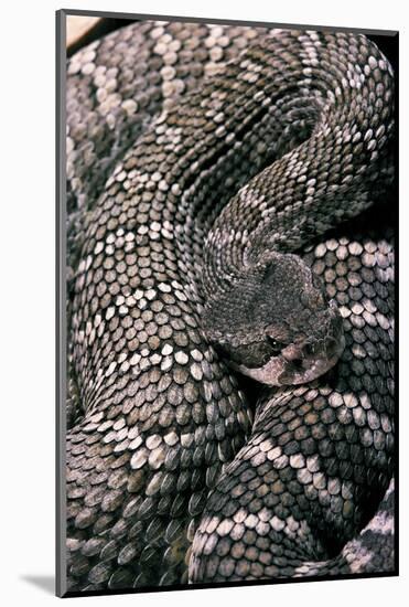 Crotalus Viridis ( Prairie Rattlesnake)-Paul Starosta-Mounted Photographic Print