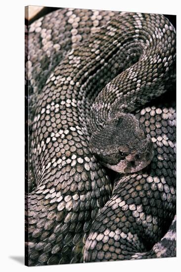 Crotalus Viridis ( Prairie Rattlesnake)-Paul Starosta-Stretched Canvas