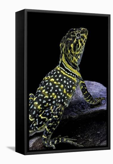 Crotaphytus Collaris (Collared Lizard)-Paul Starosta-Framed Stretched Canvas