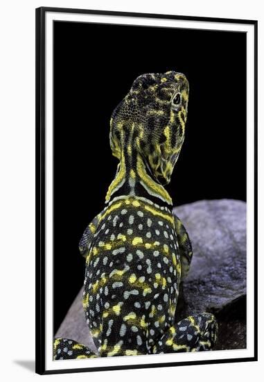 Crotaphytus Collaris (Collared Lizard)-Paul Starosta-Framed Premium Photographic Print