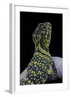 Crotaphytus Collaris (Collared Lizard)-Paul Starosta-Framed Photographic Print