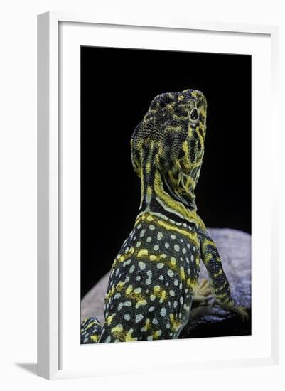 Crotaphytus Collaris (Collared Lizard)-Paul Starosta-Framed Photographic Print