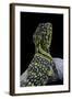 Crotaphytus Collaris (Collared Lizard)-Paul Starosta-Framed Photographic Print