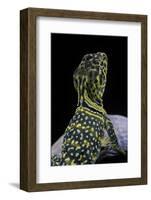 Crotaphytus Collaris (Collared Lizard)-Paul Starosta-Framed Photographic Print