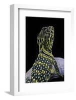 Crotaphytus Collaris (Collared Lizard)-Paul Starosta-Framed Photographic Print
