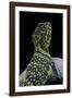 Crotaphytus Collaris (Collared Lizard)-Paul Starosta-Framed Photographic Print