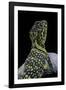 Crotaphytus Collaris (Collared Lizard)-Paul Starosta-Framed Photographic Print