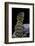 Crotaphytus Collaris (Collared Lizard)-Paul Starosta-Framed Photographic Print