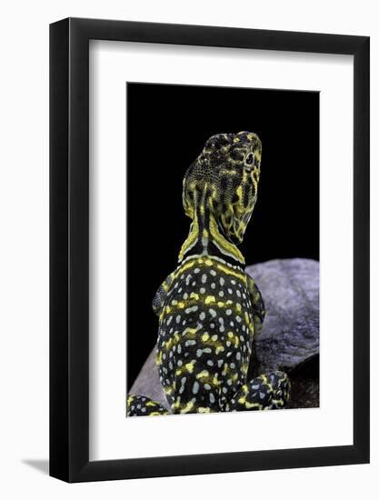 Crotaphytus Collaris (Collared Lizard)-Paul Starosta-Framed Photographic Print
