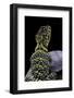 Crotaphytus Collaris (Collared Lizard)-Paul Starosta-Framed Photographic Print