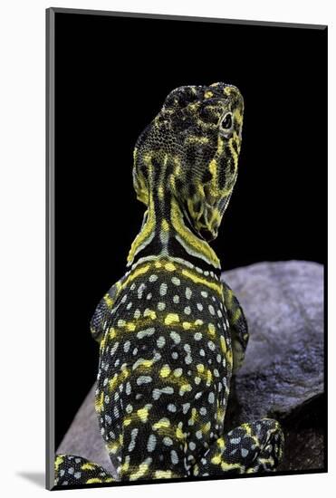 Crotaphytus Collaris (Collared Lizard)-Paul Starosta-Mounted Photographic Print