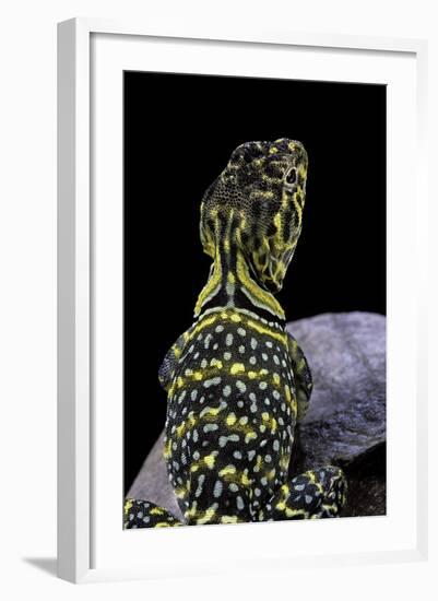 Crotaphytus Collaris (Collared Lizard)-Paul Starosta-Framed Photographic Print