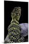 Crotaphytus Collaris (Collared Lizard)-Paul Starosta-Mounted Photographic Print