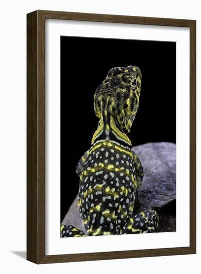 Crotaphytus Collaris (Collared Lizard)-Paul Starosta-Framed Photographic Print