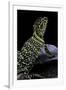 Crotaphytus Collaris (Collared Lizard)-Paul Starosta-Framed Photographic Print