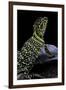 Crotaphytus Collaris (Collared Lizard)-Paul Starosta-Framed Photographic Print