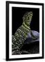 Crotaphytus Collaris (Collared Lizard)-Paul Starosta-Framed Photographic Print