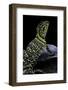 Crotaphytus Collaris (Collared Lizard)-Paul Starosta-Framed Photographic Print