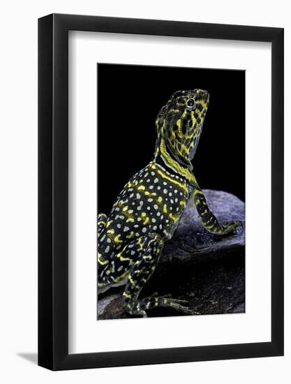 Crotaphytus Collaris (Collared Lizard)-Paul Starosta-Framed Photographic Print