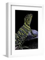 Crotaphytus Collaris (Collared Lizard)-Paul Starosta-Framed Photographic Print