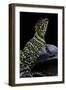 Crotaphytus Collaris (Collared Lizard)-Paul Starosta-Framed Photographic Print