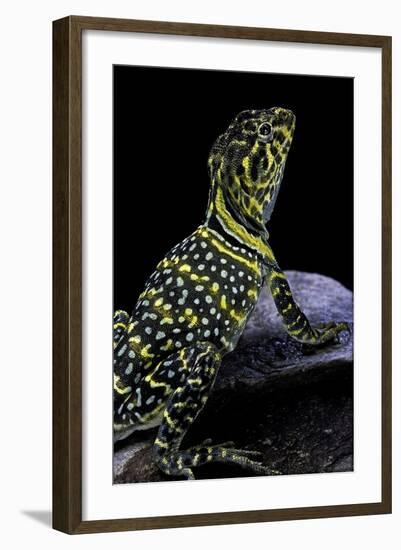 Crotaphytus Collaris (Collared Lizard)-Paul Starosta-Framed Photographic Print