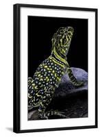 Crotaphytus Collaris (Collared Lizard)-Paul Starosta-Framed Photographic Print