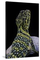 Crotaphytus Collaris (Collared Lizard)-Paul Starosta-Stretched Canvas