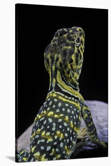 Crotaphytus Collaris (Collared Lizard)-Paul Starosta-Stretched Canvas