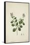 Crotolaria Verrueosa Linn, 1800-10-null-Framed Stretched Canvas